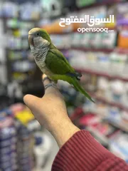  1 كويكر الراهب ببغاء أسطورة (طائر أوروبا المدلل) اليف متكلم هدد راقص لعوب متفاعل تابع الوصف