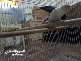  4 love bird with cage