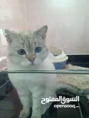  4 قطه مميزه للبيع