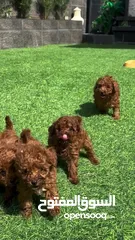  6 Toy Poodle - Tea Cup  ( puppy ) - Female
