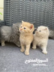  4 قطط للبيع العمر شهرين