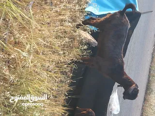  7 عنزه شاميه معه صخله عمر 3 شهور