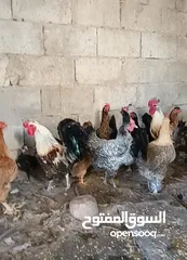  2 جاج بلدي سوبر و4 ديوك بلدي