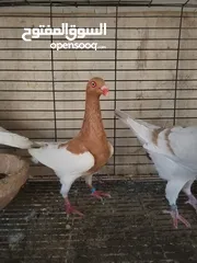  2 جوزين مخاليف كشكي اصفر مسكي طيره سلفر