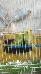  5 خمس حبات حب بلديات وشغلات