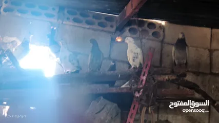  1 حمام للبيع 11 حبه من الاخر