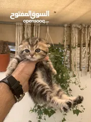  4 كتنز مكس سكوتش ستريت وبريتش فولد للبيع