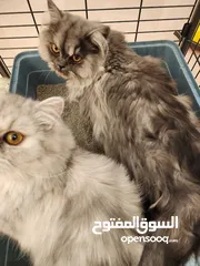  6 2 pure Persian cat with full vaccination قط شيرازي أصلي مع تطعيم كامل