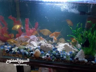  3 سمك جولد فش