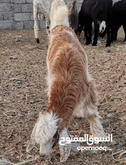  1 للبيع سخل.