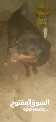  2 جوز كلاب روت ويلر ولانثى معشره