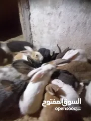  4 ارانب للبيع