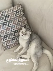  6 ذكر سكوتش فولد ابيض للتزاوج grey shaded