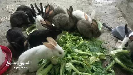  3 Rabbit   For Sell Holandi  150.Darhim each pm me more in fo