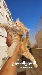  1 تبني قطشيىازي
