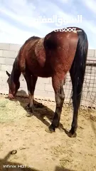  6 خيل حصان للبيع