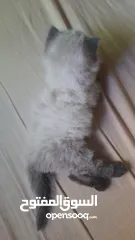  4 قط أنثى عمرها من شهرين لا ثلاثت أشهر