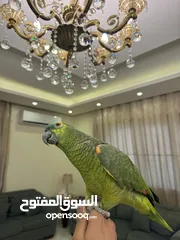  1 بلوفرنتد من اقوى الحبات بالاردن اليف جدا متكلم قوي سوره الكوثر ، الف صلاه وسلام ، ويه ويه بابا جا