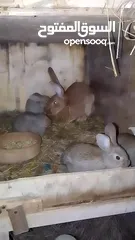  10 ارنب اللبيع