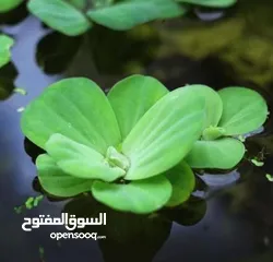  4 نبات طافي أحمر وأخضر طبيعي لأحواض السمك