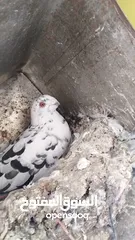  6 حمام  للبيع