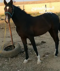  3 مهرة للبيع