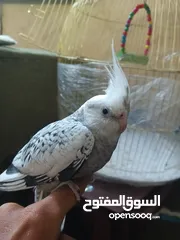  6 كوكتيل لون نادر