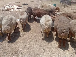  2 اضاحي العيد كل عام وانتم بخير