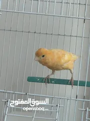  3 ذكر كنار تغريد ناااااارر