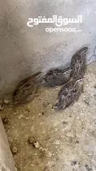  2 بيض فري طائر السمان سوبر جامبو