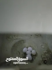  15 طيور حب اصلي هولنديات وشكري برصاصي  اقره الوصف