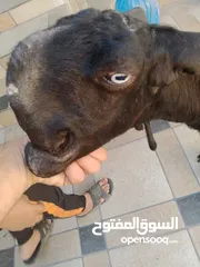  5 بسم الله ماشاء الله ثلاث عنزات شاميات