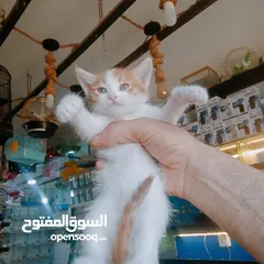  7 قطط لتبني بشروط