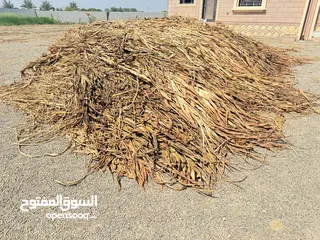  1 حرية عمانية (حميره) للبيع