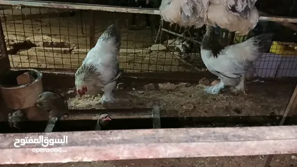  18 ديوك براهما بيور