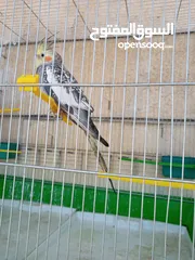  10 ببغاء كوكتيل ذكر وانثى مع قفص كبير