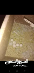  4 3 جواز حب شغالات مع بيض وفراخ مقفصات