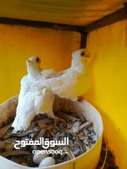  10 جواز للبيع