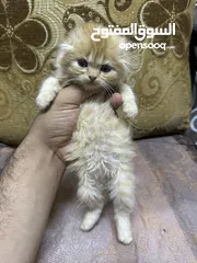  2 كتن سكوتش فولد
