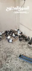  1 حمام هزاز للبيع