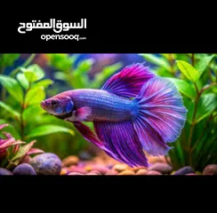  3 حوض سمك كبير او صغير او وسط على اختياركوا
