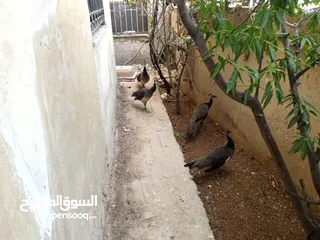  3 طواويس هندية رائعة الجمال للبيع – زين حديقتك بألوان الطبيعة