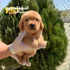  1 جراء جولدن مستوى عالي