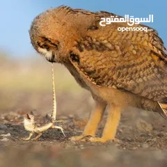 7 مطلوب جهاز للبدل على طيور. وددفع الفرق او للبدل للتواصل الرقم داخل التفاصيل واتساب