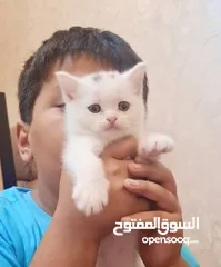  4 كتن عمر 50 يوم لطيفات لعوبات وبصحه جيده