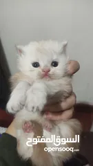  3 قطط شيرازي هيمالايا