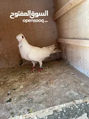  9 حمام ما شاء الله للبيع شوف الوصف