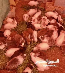  4 للبيع ارانب عمانيات