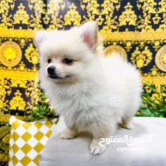  2 pomeranian dogs male and female 2 month old