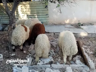  4 خرفان  للبيع